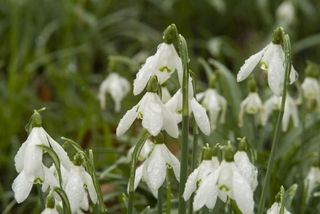 pe-snowdrops-100928-02