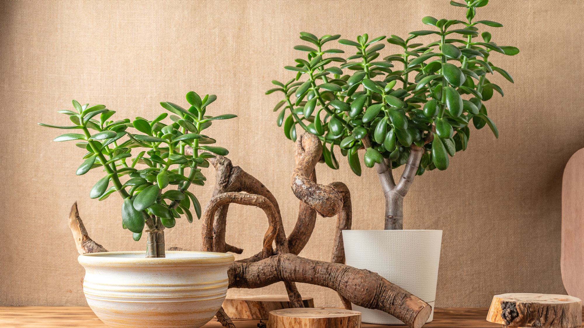 jade houseplants and wood arranged mindfully with feng shui