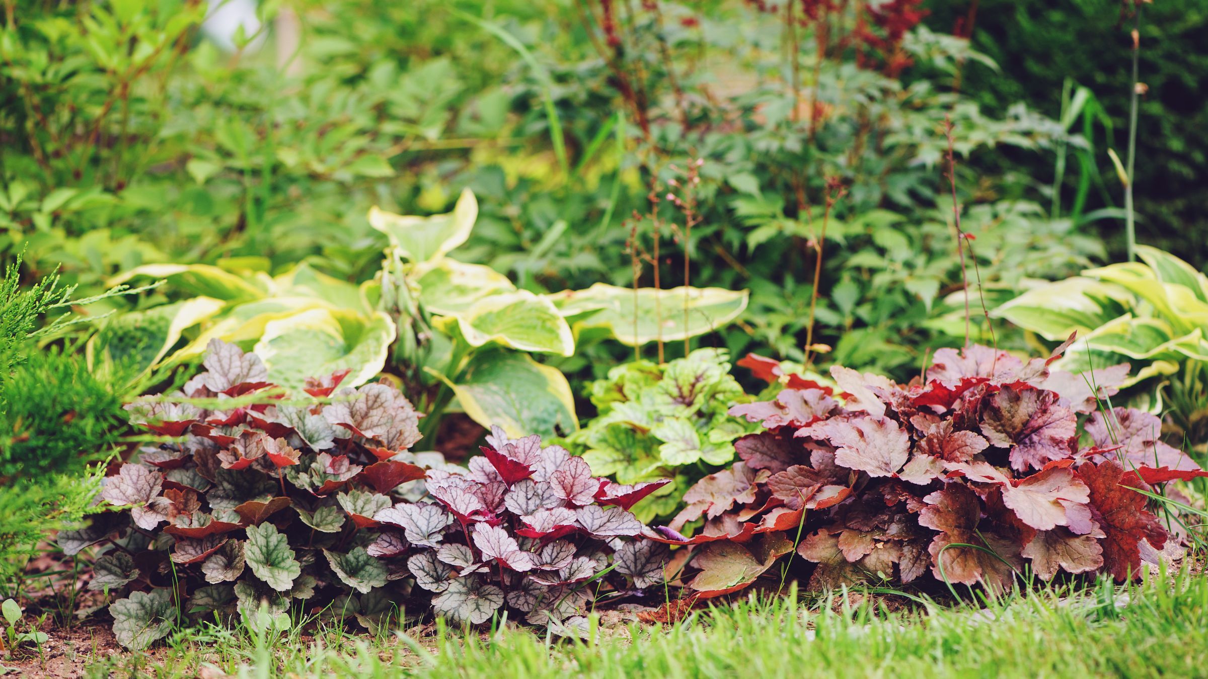 Sorry, hostas – this foliage plant is colourful, slug-resistant and perfect for shady gardens