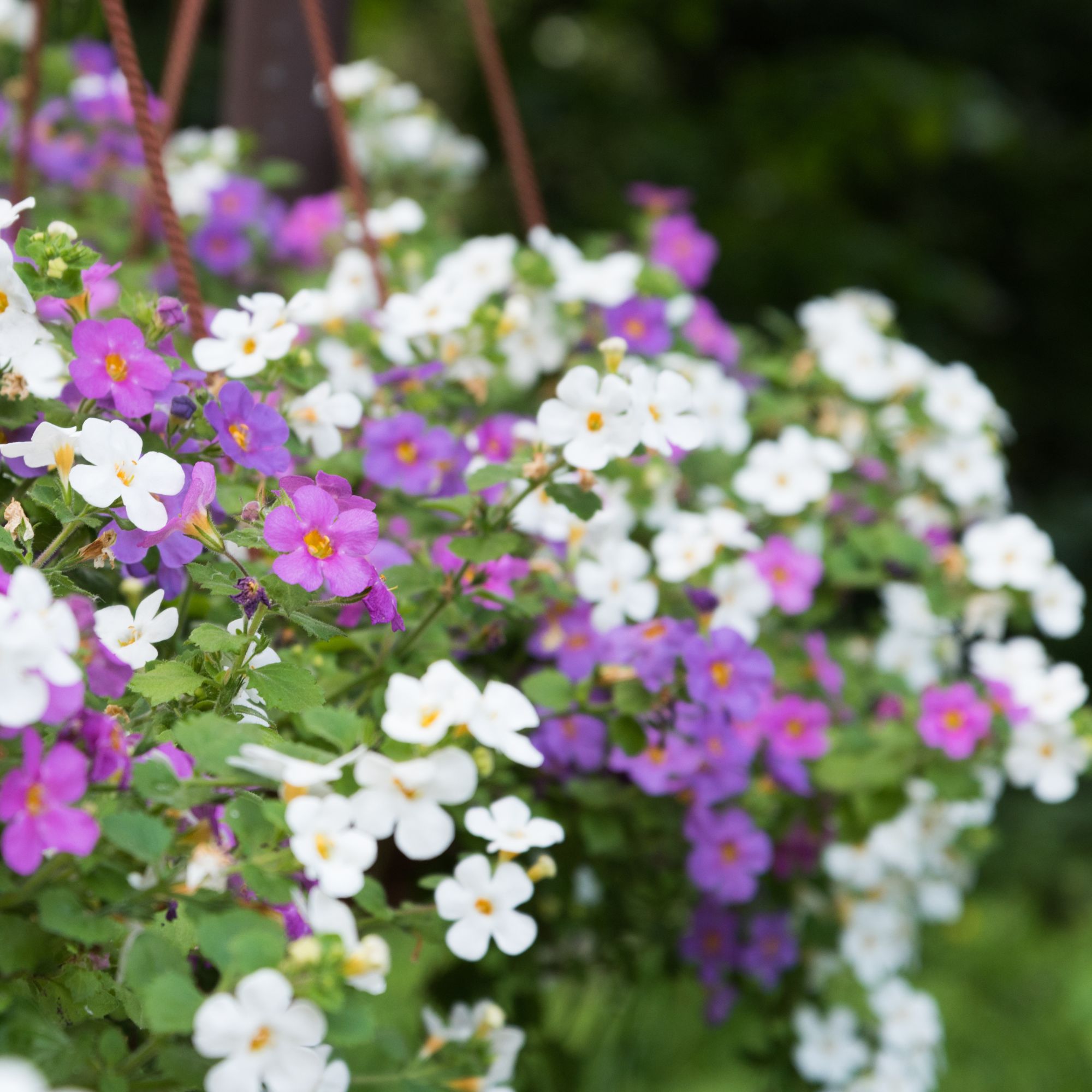 trailing bacopa in hanging basket