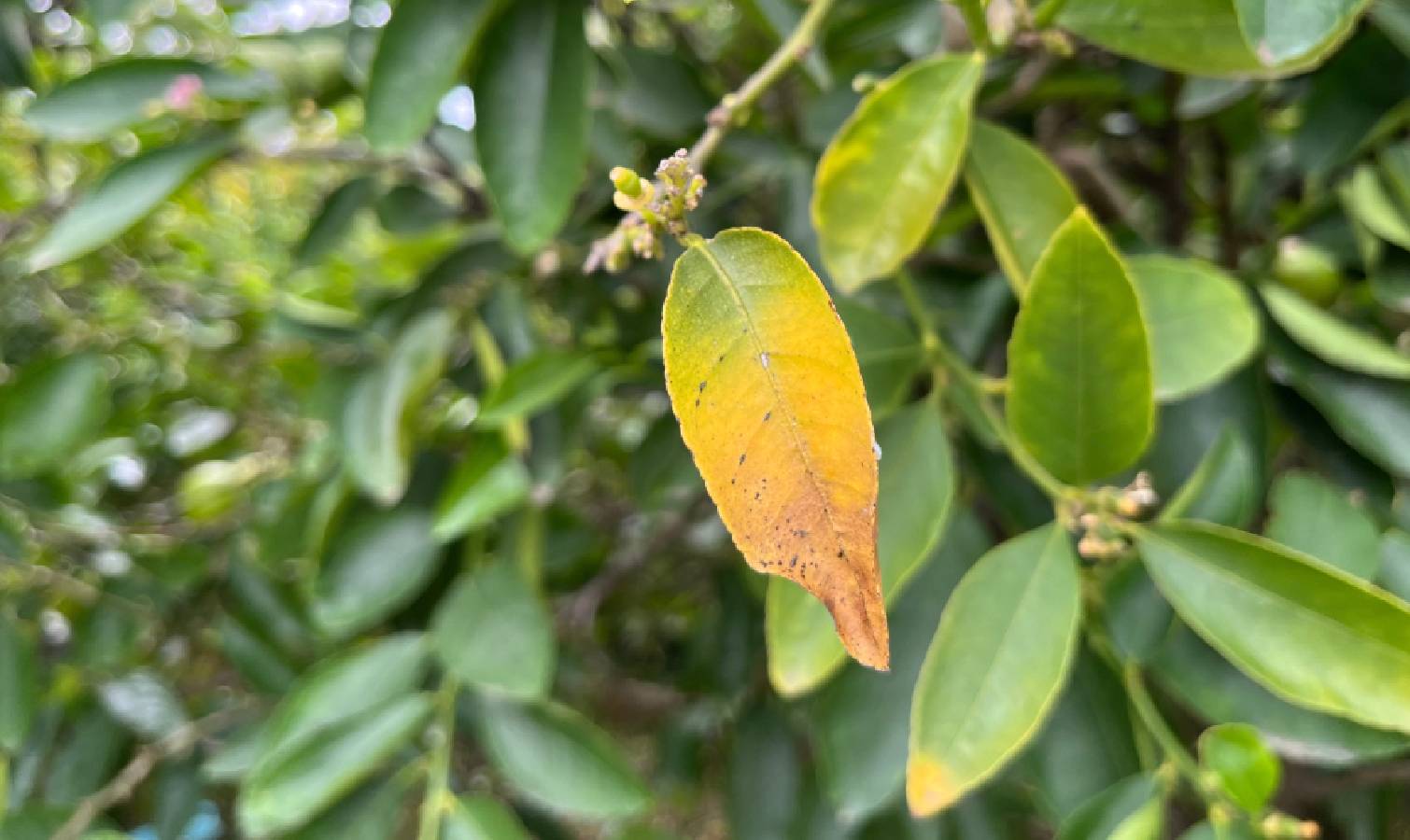 Wilting yellow lemon leaf