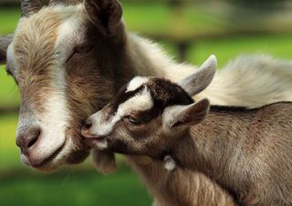 A baby goat nuzzles its mama.