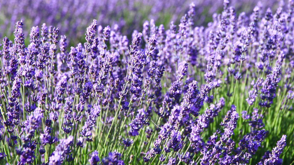 lavender