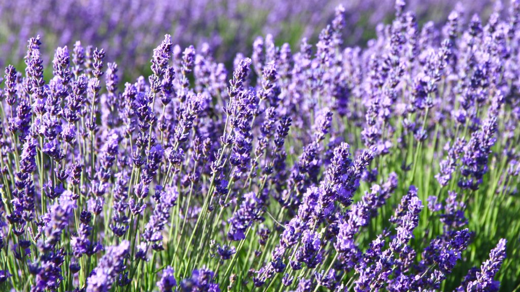 Five Lavenders For Your Fragrant, Drought Tolerant Garden | Gardening ...