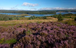 Heather moorland looking over Kielder Water and Kielder Forest Park in Northumberland. Image shot 08/2011. Exact date unknown.