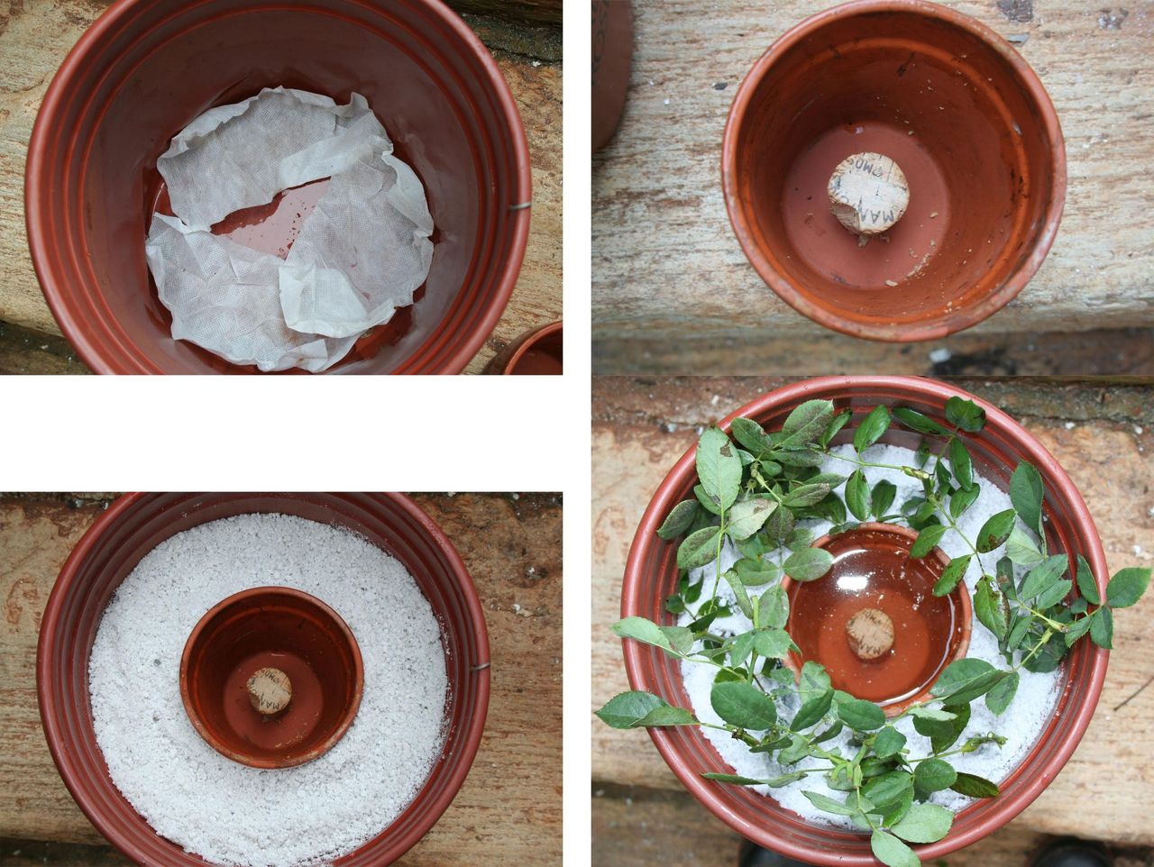 Step-By-Step Forsythe Pot