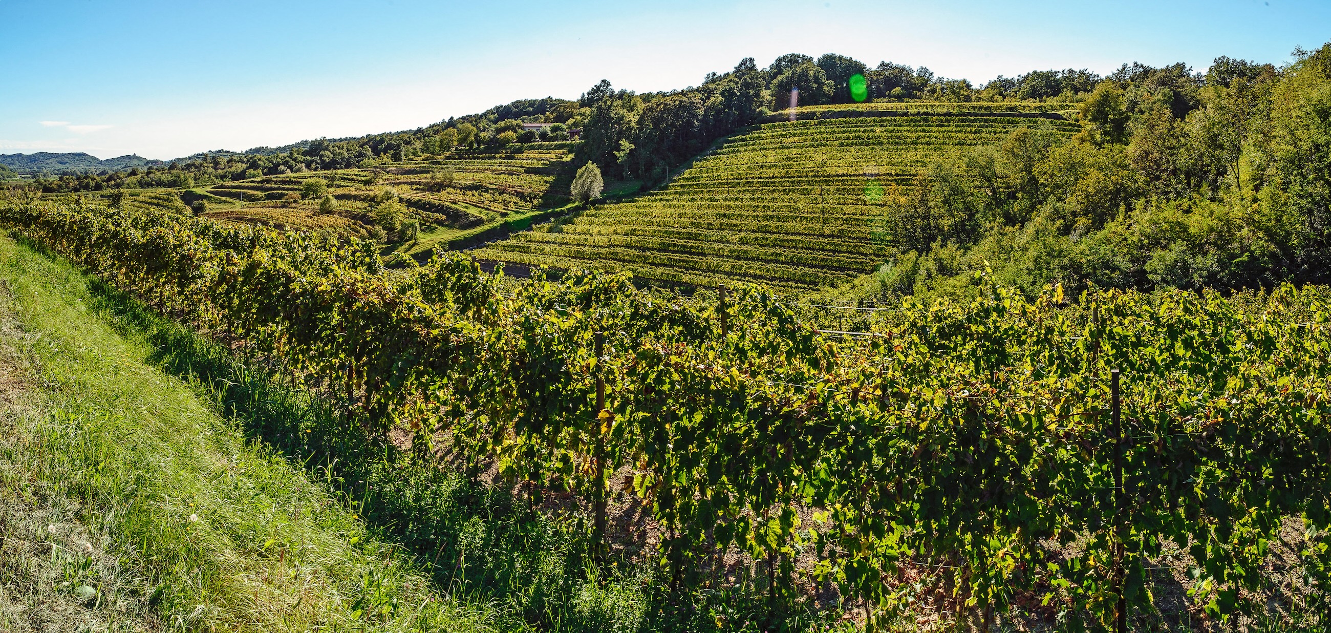 Panorama of hills full of grapevines rows in East Friuli
