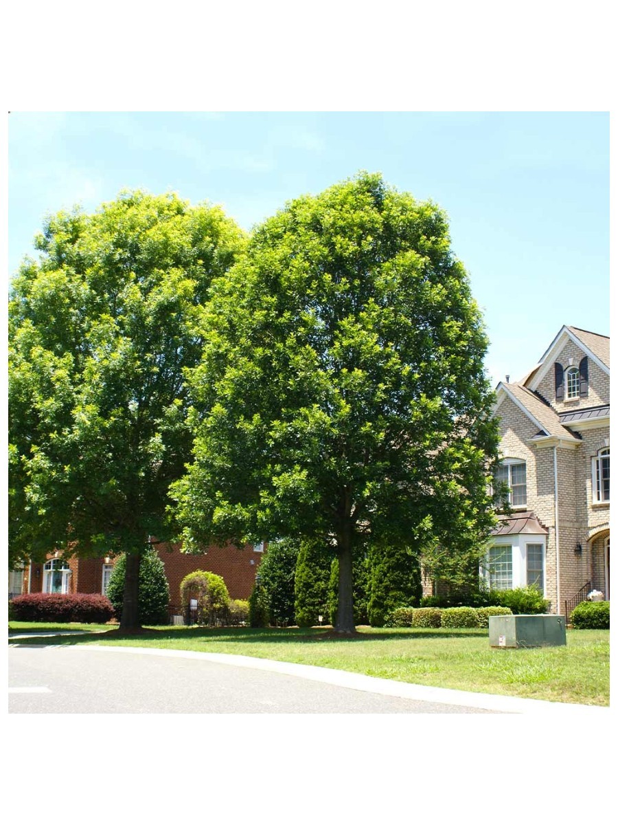 Fast-Growing-Trees.com, White Oak Tree