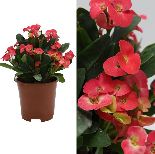 Euphorbia Milii Cardinal Red Big Flower- Crown of Thorns Succulent House Plant in 13&amp;Oslash; Pot