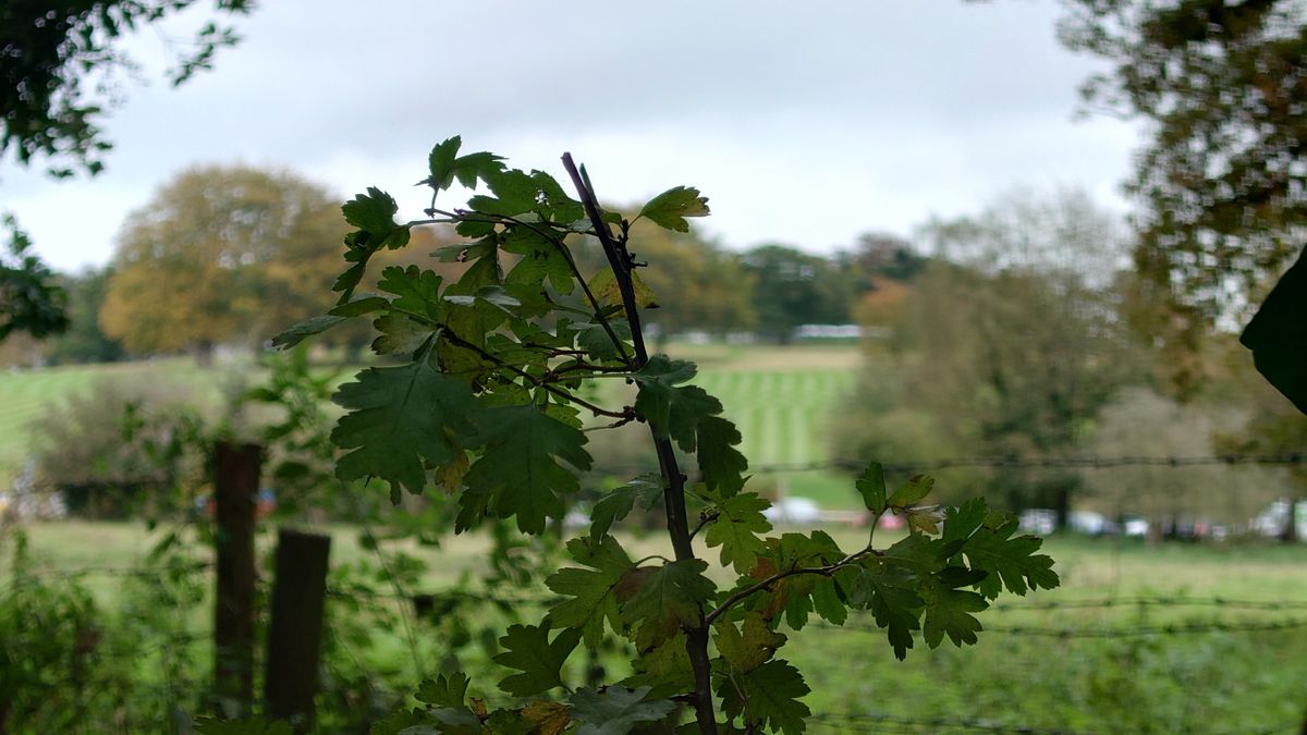Sony Xperia 1 III camera test