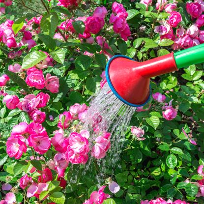 watering roses with watering can