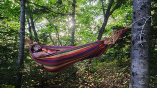 reasons you need a hammock: sleeping in the forest