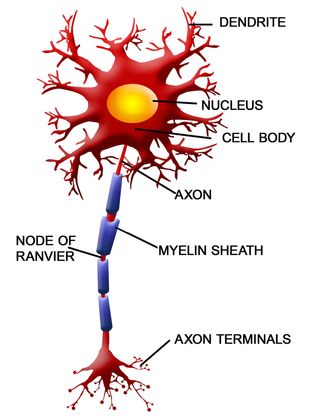 Nerve signals jump between the exposed areas between myelin sheathes.