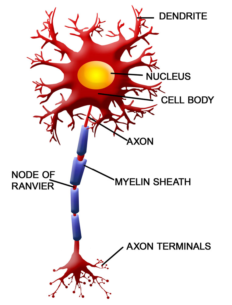Nerve signals jump between the exposed areas between myelin sheathes.