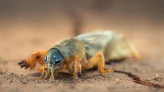 A close-up of a mole cricket