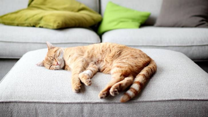 why-is-my-cat-twitching-in-their-sleep-vet-s-guide-to-dreaming-vs