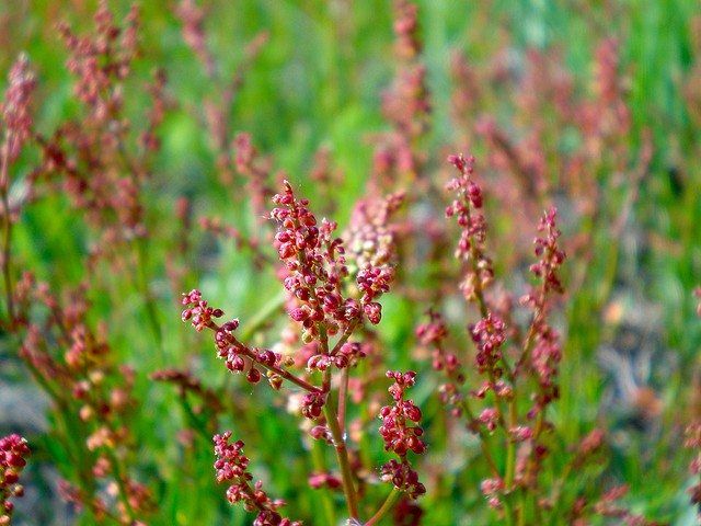 Sorrel Weeds