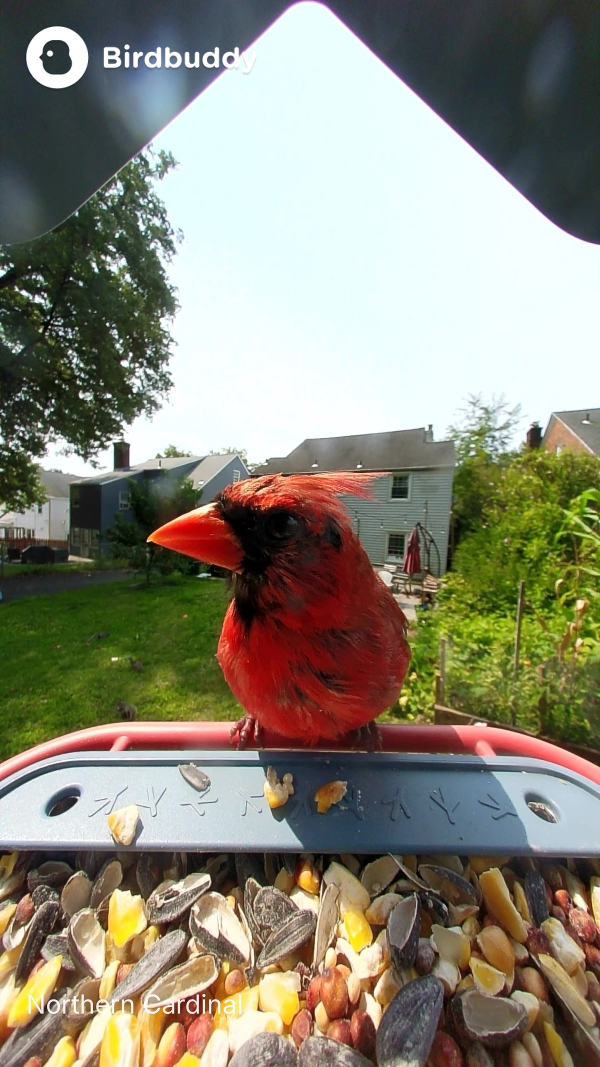 Photos of birds taken with the BirdBuddy Home