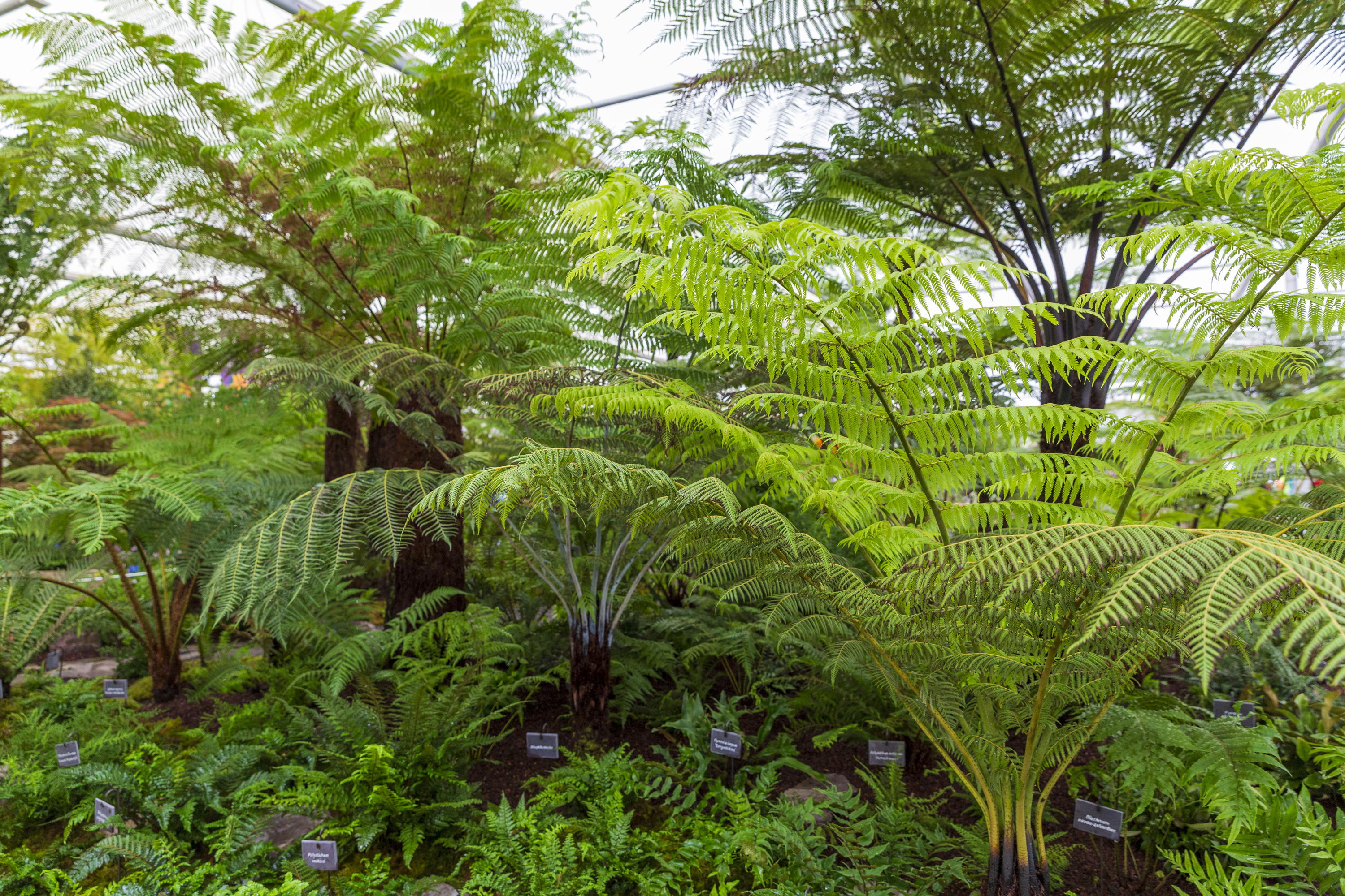 Kells Bay in the Grand Pavilion at Chelsea Flower Show 2025