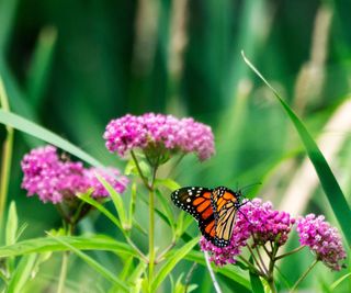 monarch butterfly on pink swamp milkweed