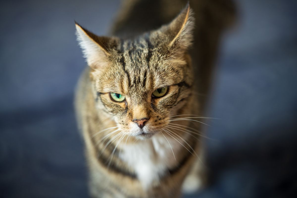 Sony FE 50-150mm f/2 G Master example shot