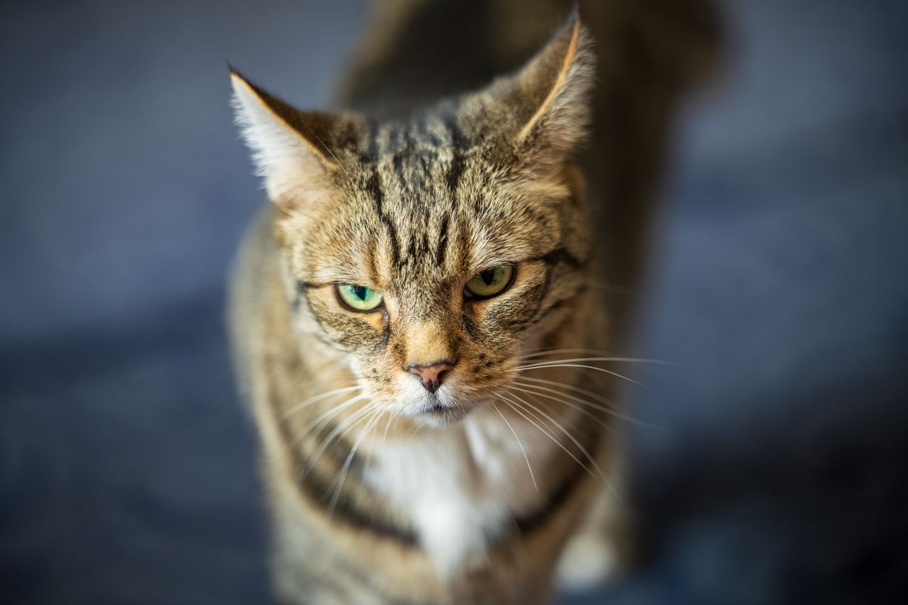 Sony FE 50-150mm f/2 G Master example shot