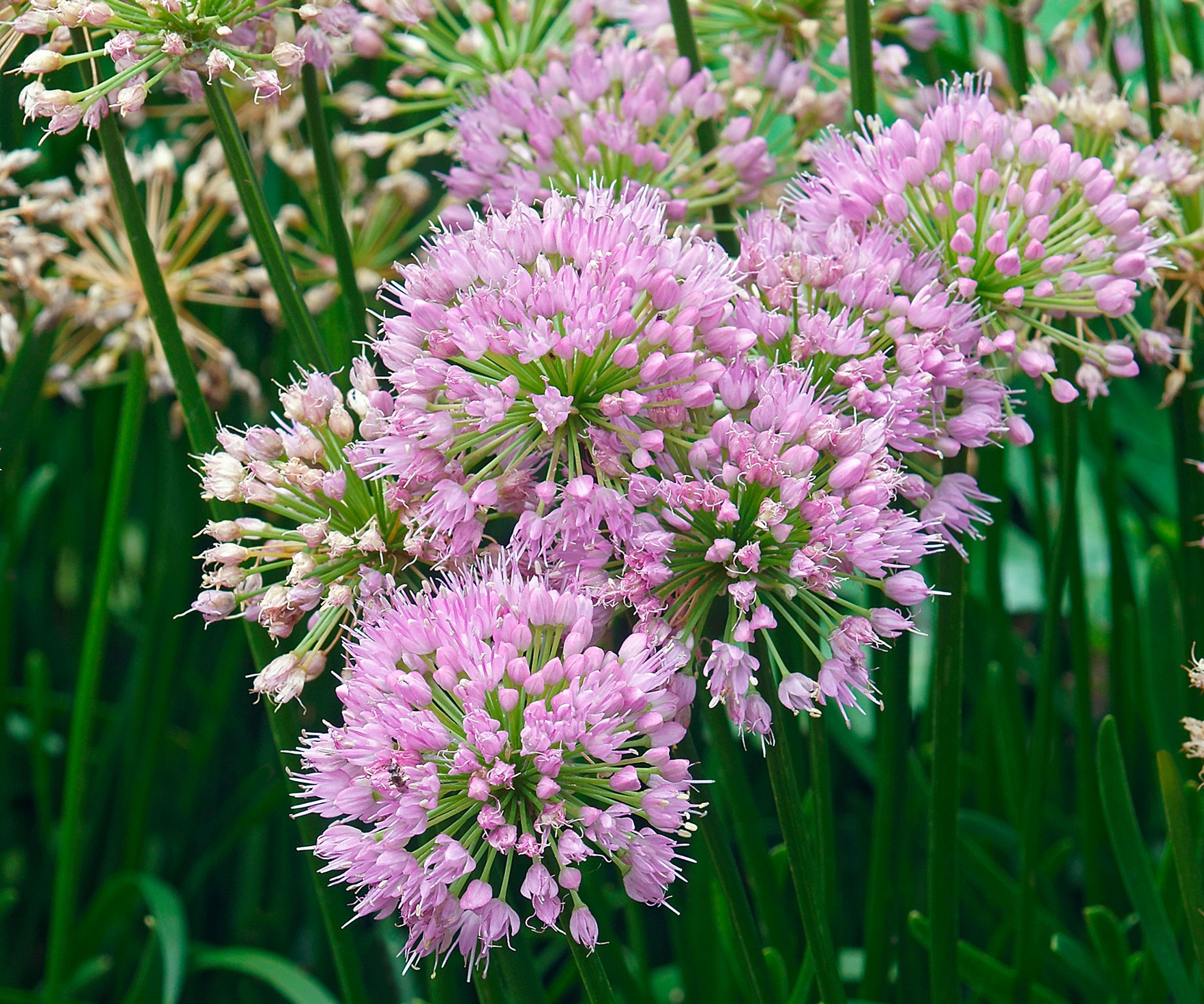 mauve &#039;Milennium&#039; allium flowers