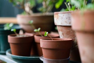 radish sprouts in a terracotta pot