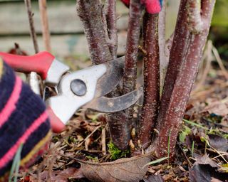 Pruning a dormant blackcurrant bush with secateurs by removing older stems at the base in winter