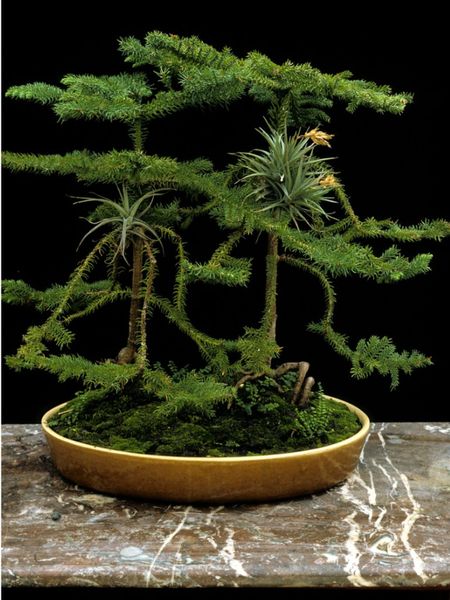 Potted Monkey Puzzle Houseplant