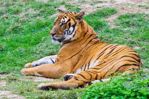 Tiger Species of the World | Tiger Species | Live Science