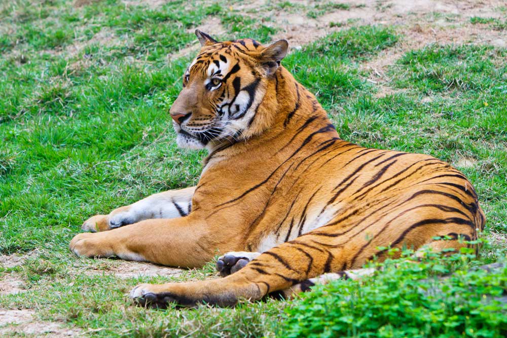 Tiger Species of the World | Tiger Species | Live Science