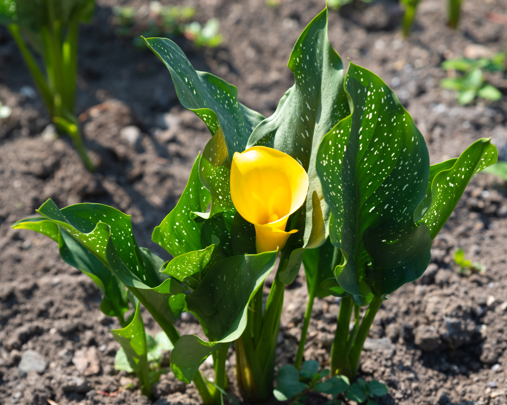 young calla lily plant in garden