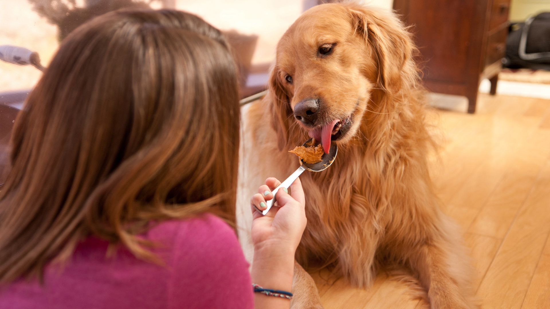 Girls feeds her retriever peanut butter