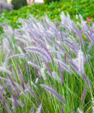 Plumes of purple fountain grass flowering