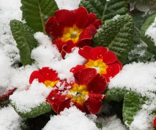 red primulas covered in snow