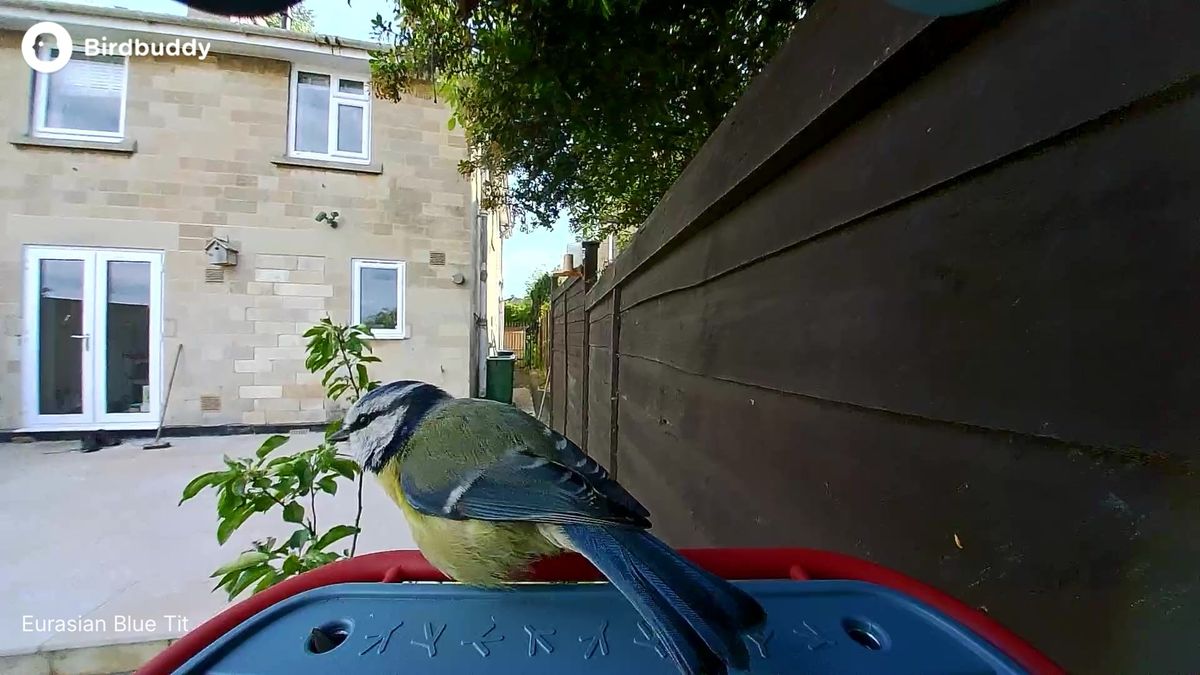 Bird Buddy sample shots