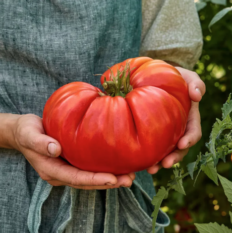 Steakhouse Tomato Seeds &amp;amp; Plant