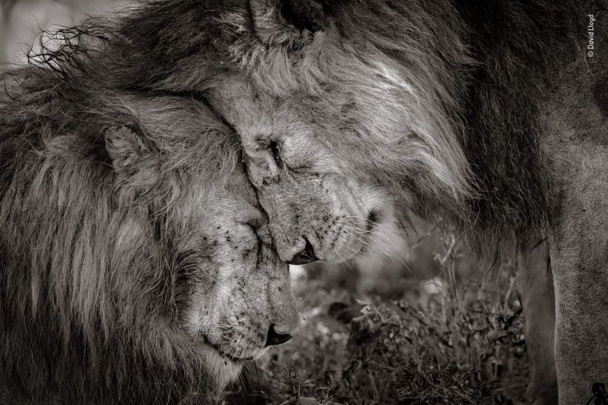 winner-david-lloyd-wildlife-photographer-of-the-year-1556647231-kWH1-column-width-inline
