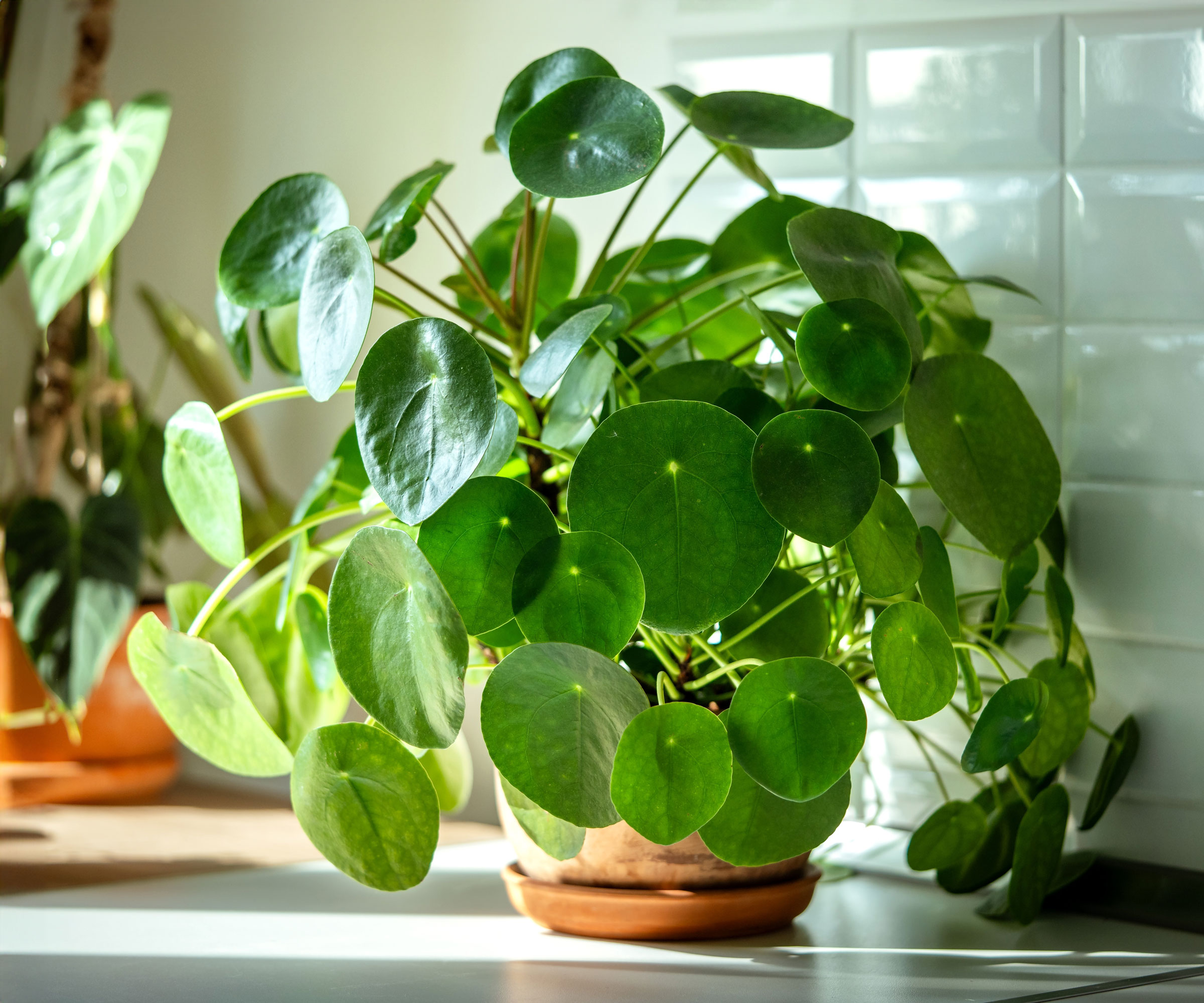 Chinese money plant on kitchen worktop