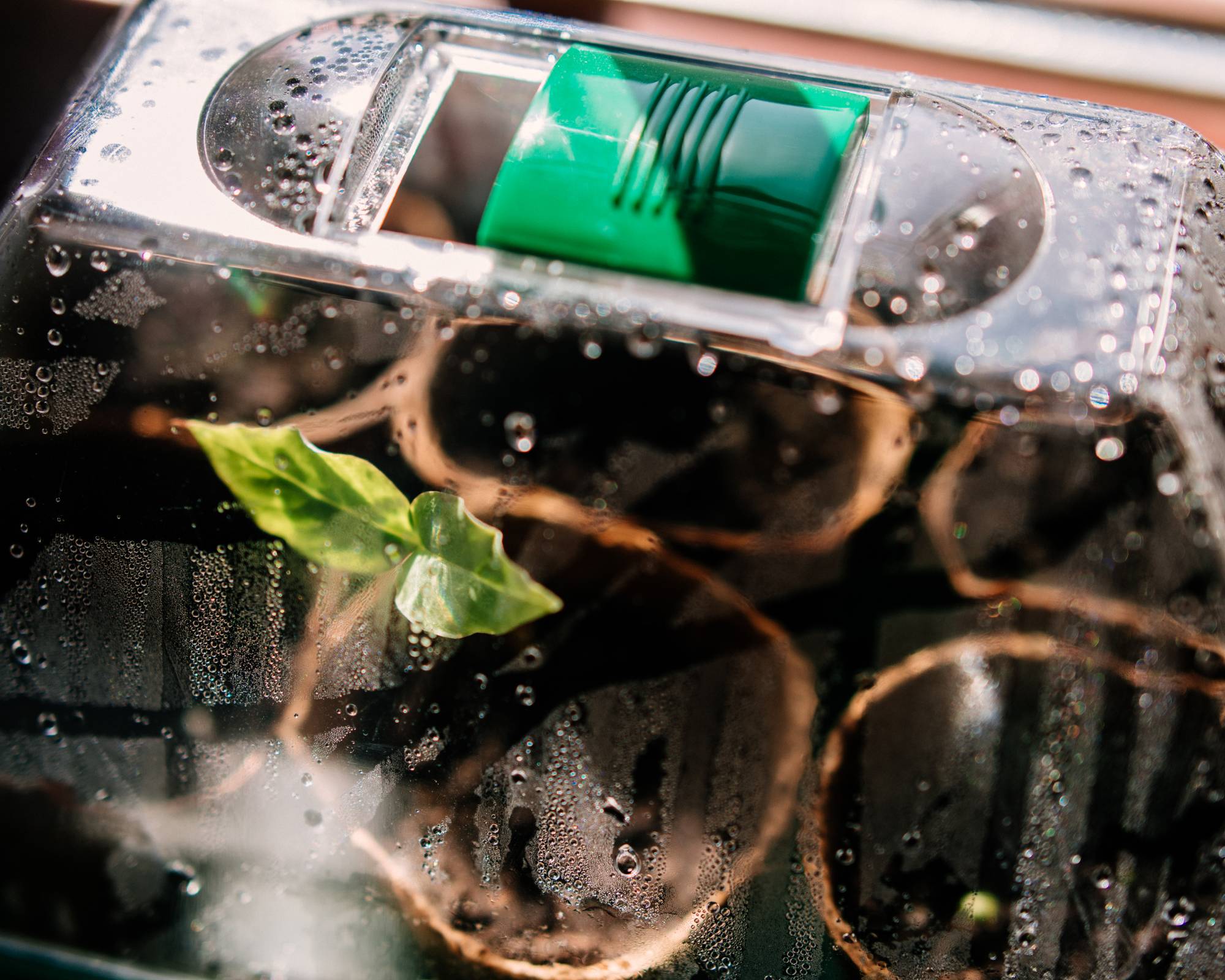 Seedling under humidity dome with open vent