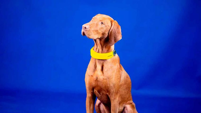 A yellow Invoxia Smart Dog Collar on a brown dog