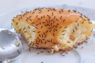 Ants on a donut.