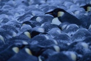 Penguins in a colony pack extremely tightly together, but still shuffle around without crushing anyone.