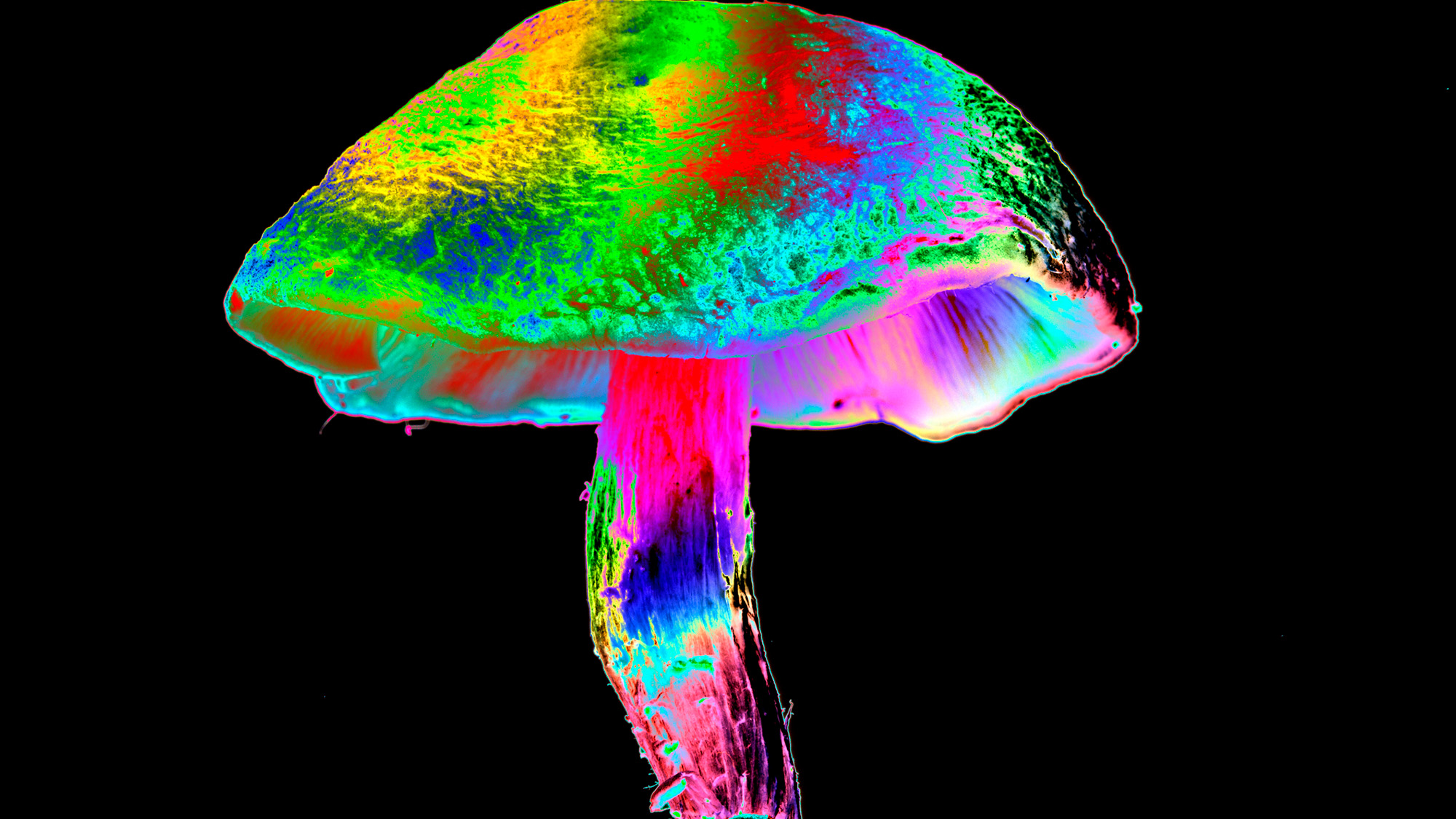 A rainbow colored mushroom is seen against a black background
