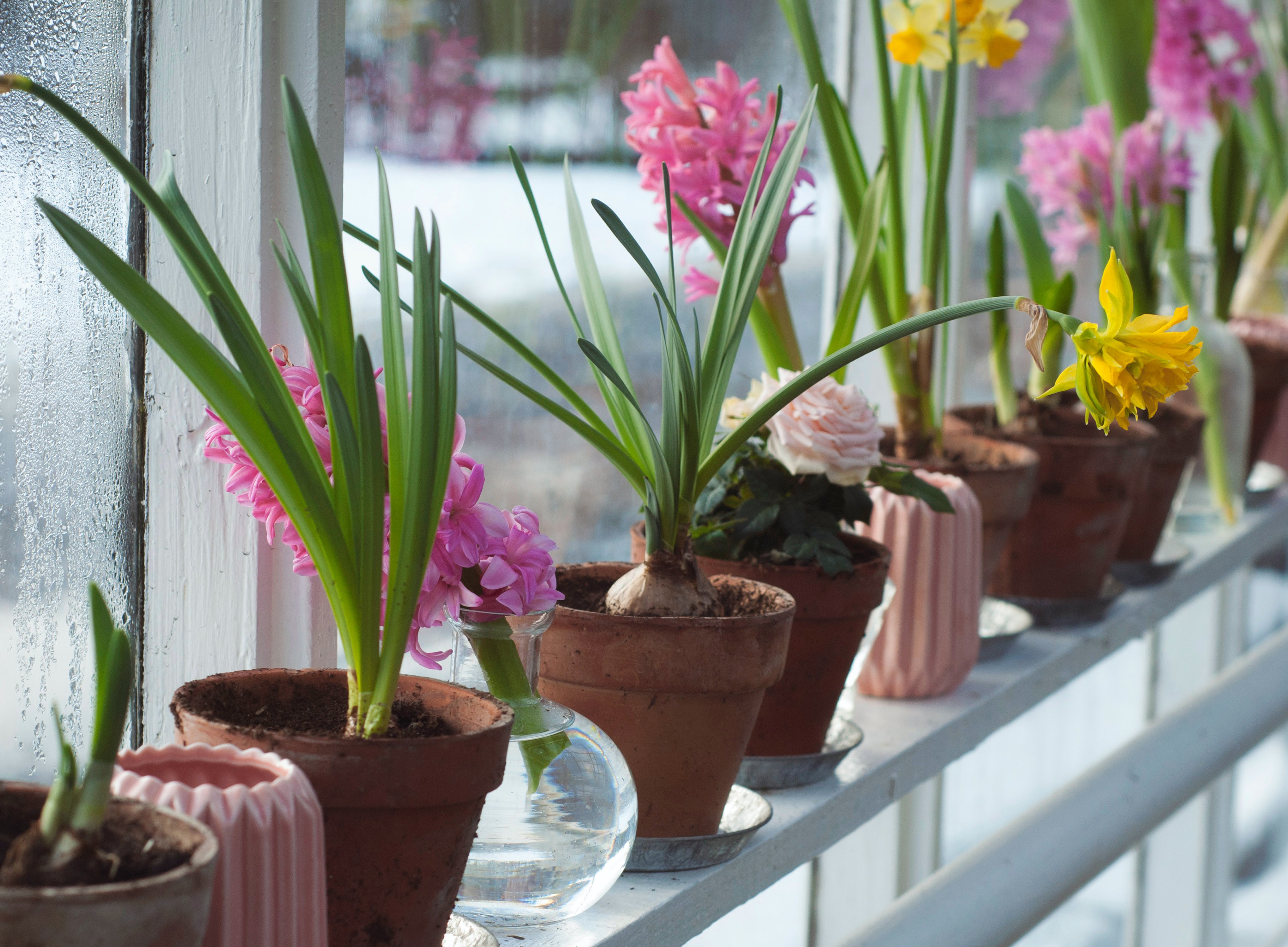 Garden trends: windowsill garden potted bulbs
