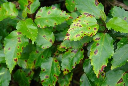 Angular Leaf Spot Bacterium on Green Leaves
