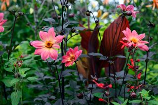 Dahlia and canna in a bed with bold foliage