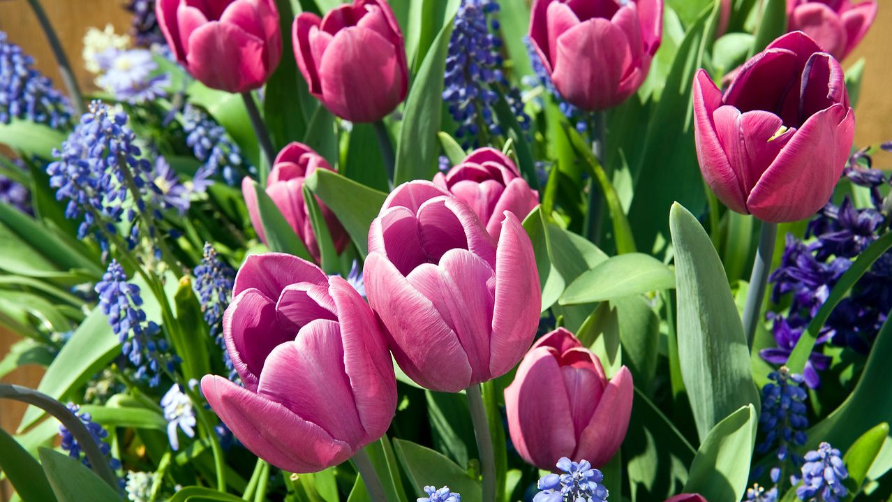 How to plant a bulb lasagne for layers of spring colour GardeningEtc