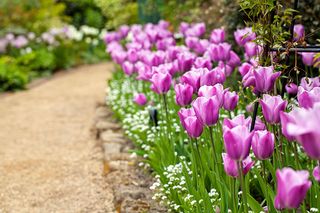 J2E3J3 Tulip festival in Pashley Manor, Sussex